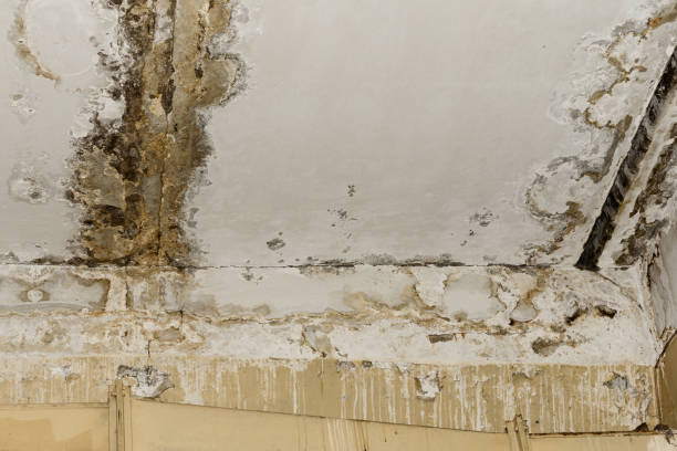 Best Mold-Related Health Consultation  in Lafayette, CO